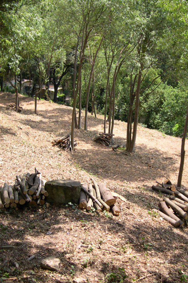 Débroussaillage sélectif terrain forêt