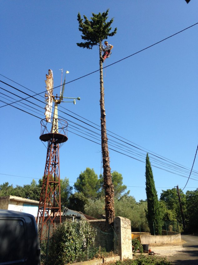 Abattage d'arbre délicat