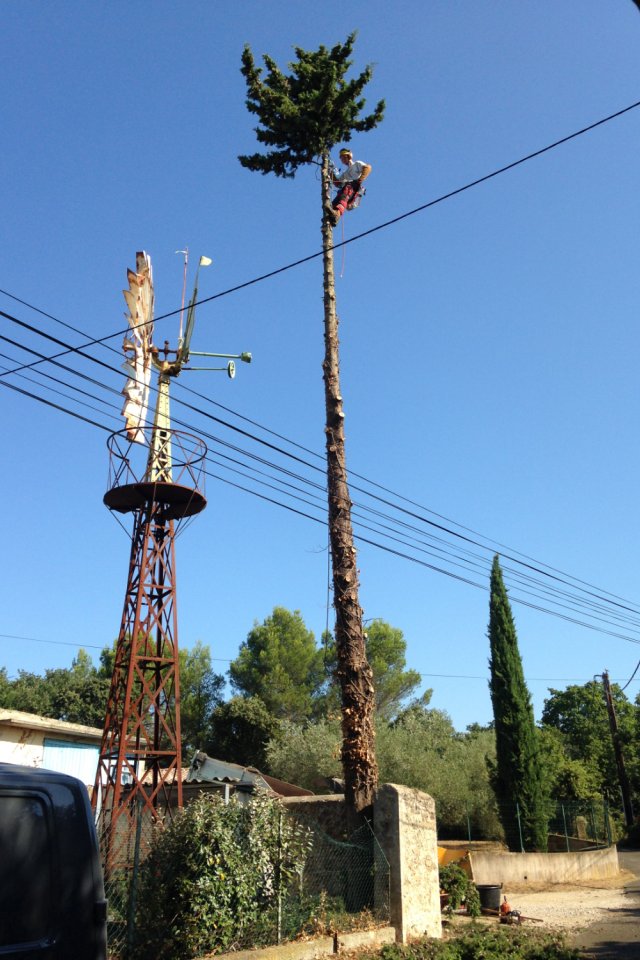 Abattage d'arbre délicat