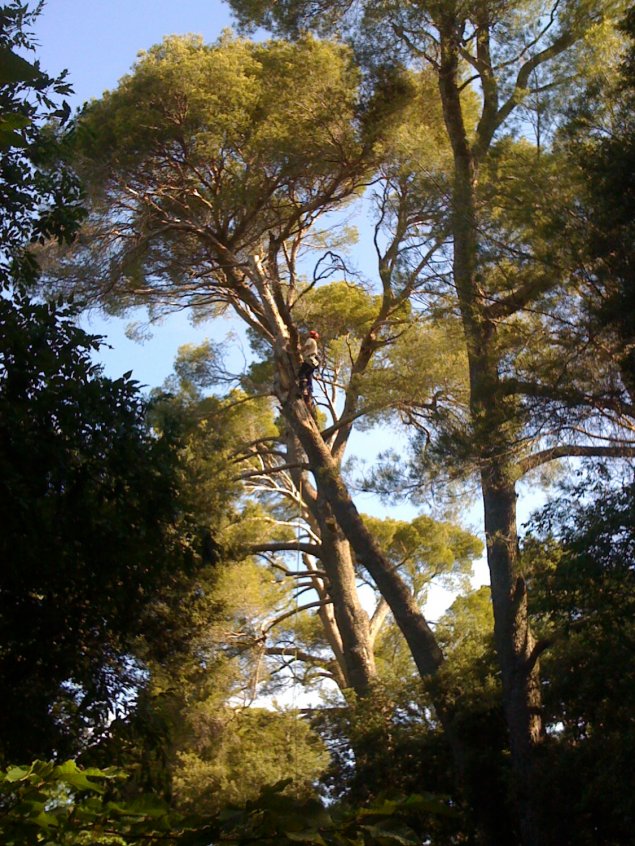 Elagage des arbres, tailles raisonnées