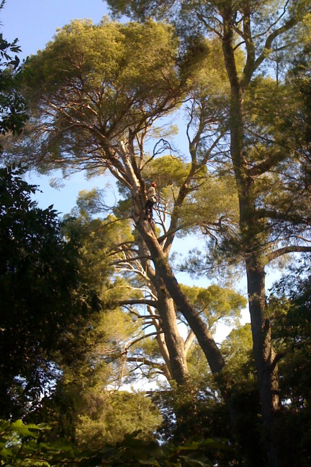 Elagage des arbres, tailles raisonnées
